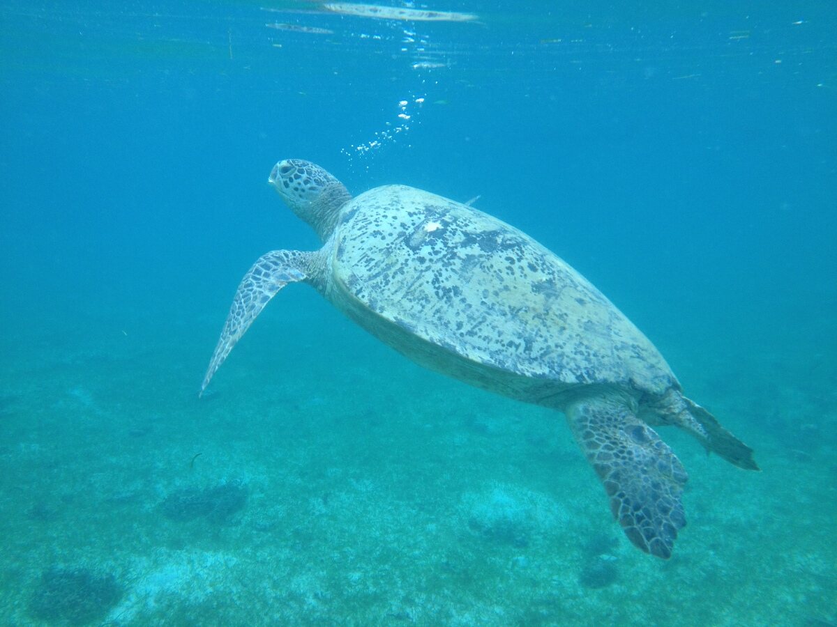 Kepulauan Derawan, Kalimantan Timur