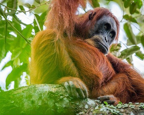 Taman Nasional Gunung Leuser