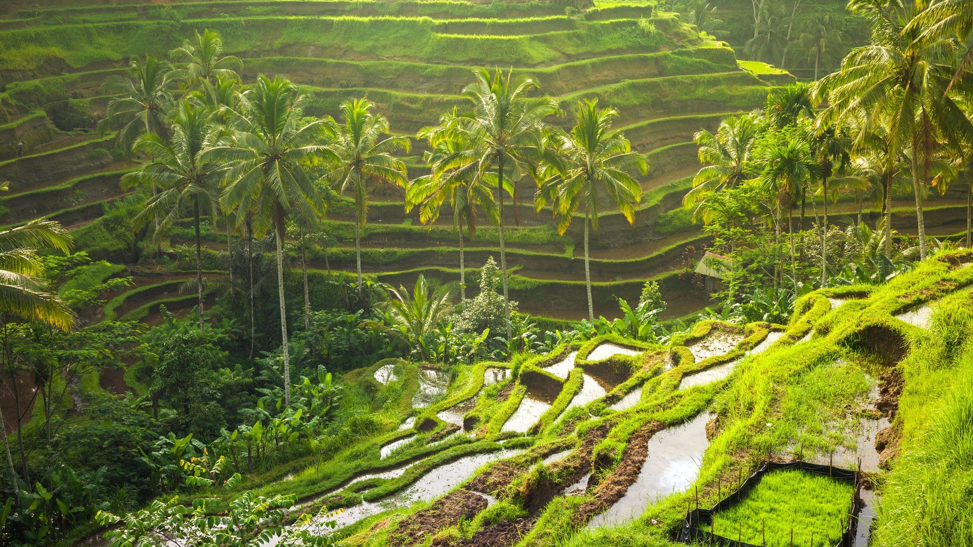 Sawah berundak Tegalalang, Bali — keindahan alam Indonesia