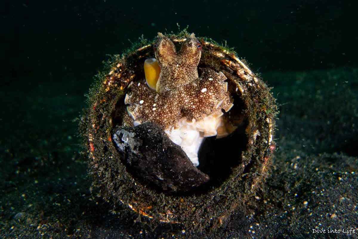 Selat Lembeh, Bitung